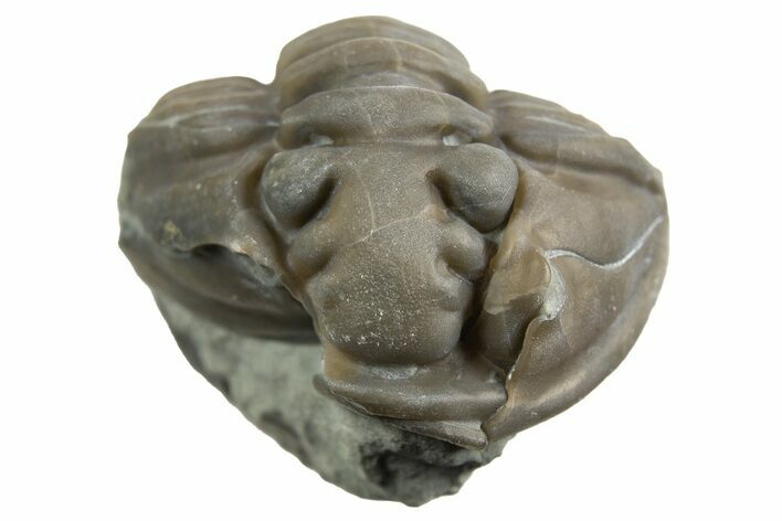 Wide Enrolled Flexicalymene Trilobite - Mt Orab, Ohio #329769